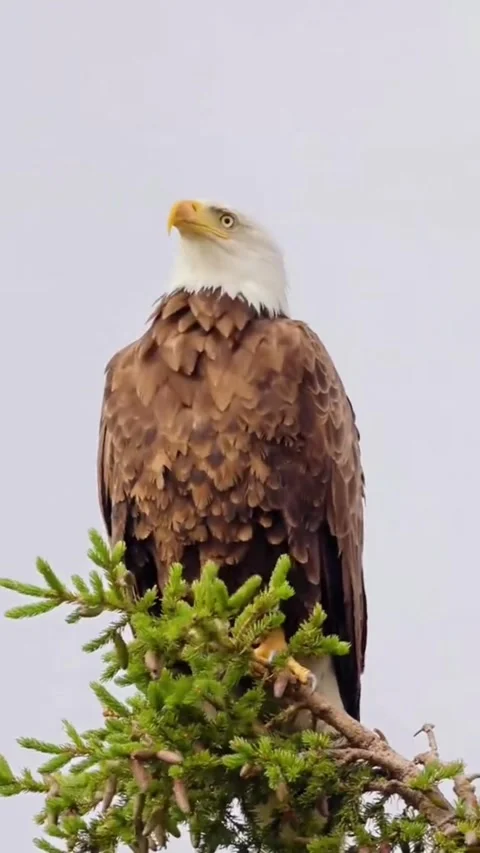 Bald Eagle perched on a tree top against an overcast sky Stock Footage 341731887
