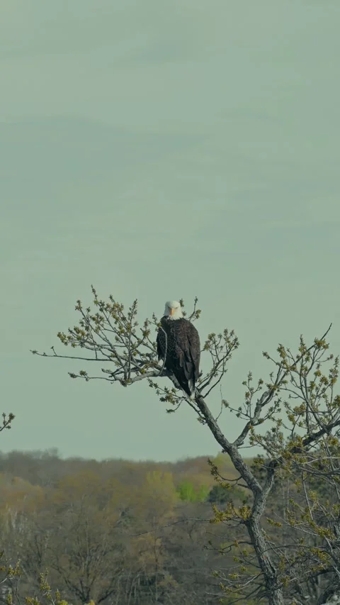 Bald Eagle Perched on Treetop Aerial Parallax Shot Spring Wildlife Nature Stock Footage 336759523