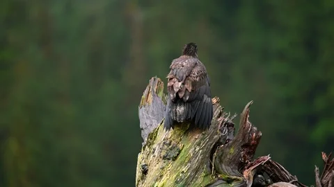 Bald Eagle Perched on Treetop Scanning Surroundings in Nature Stockbeeldmateriaal 322087663