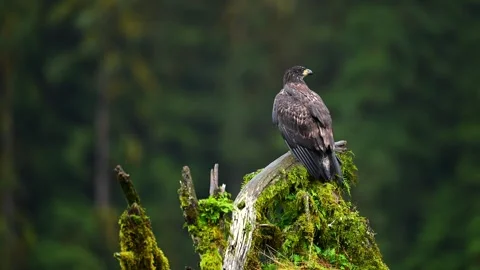Bald Eagle Perched on Treetop Scanning Surroundings in Nature Stock-Footage 322087673