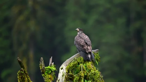 Bald Eagle Perched on Treetop Scanning Surroundings in Nature Stock-Footage 322087682
