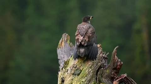Bald Eagle Perched on Treetop Scanning Surroundings in Nature Stock-Footage 322087699