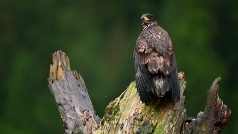 Bald Eagle Perched on Treetop Scanning Surroundings in Nature 스톡 동영상 322087710