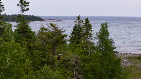 Bald eagle perches among lakeside conifers overlooking the rocky shore and open Stock Footage 344009279