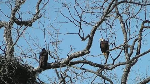 Bald Eagle Perches Near Eaglet in Llano Texas I Stock Footage 22037389