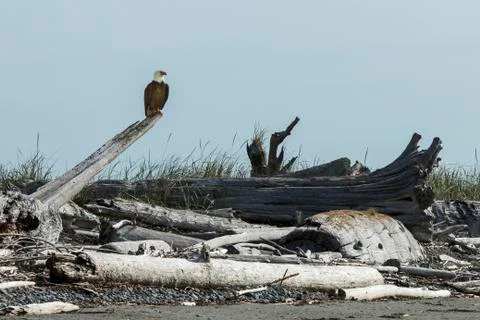 Bald eagle perching on driftwood on beach Stock Photos
