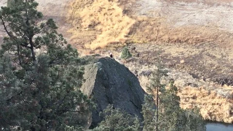 Bald Eagle perching on a rock Stock Footage 169667695