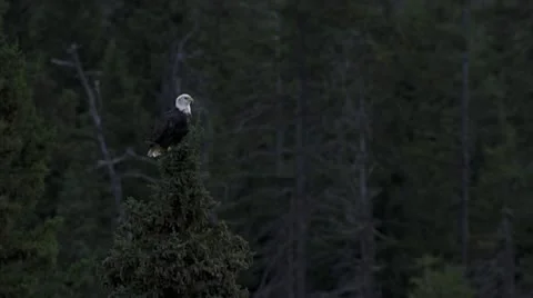 Bald Eagle Perching in Spruce Tree Top Stock Footage 12183889