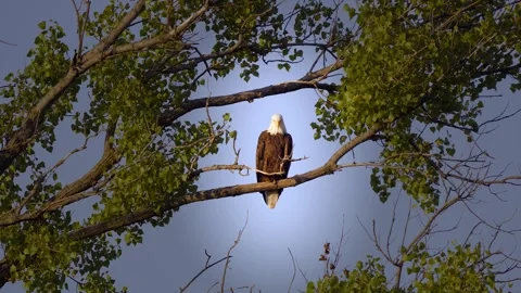 Bald Eagle Perching on a Tree Stock-Footage 277174520