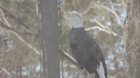Bald Eagle Perching in Winter Stock Footage 86669807