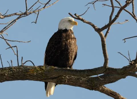 Bald eagle Stock Photos