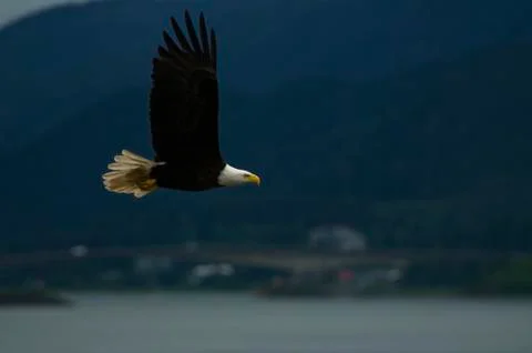 Bald Eagle Foto stock