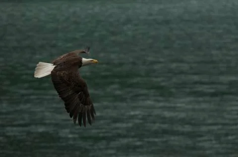 Bald Eagle Foto stock