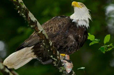 Bald Eagle Foto stock