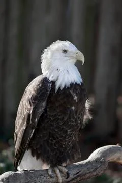 Bald eagle Foto stock