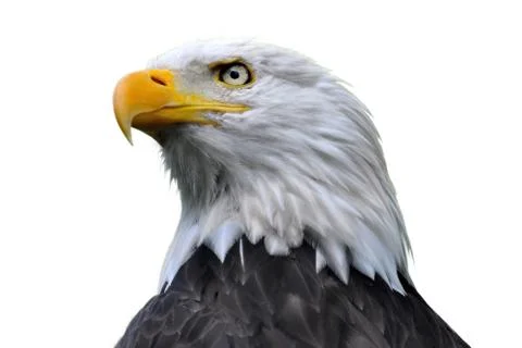 Bald eagle Stock Photos