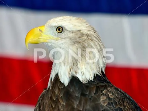 Bald eagle Stock Photos