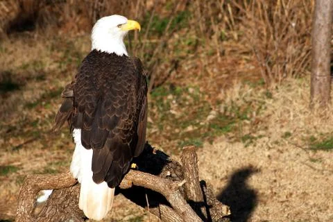 Bald Eagle Stock Photos