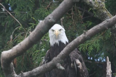 Bald Eagle Stock Photos