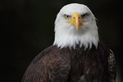 A bald eagle Stock Photos