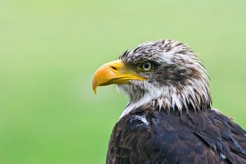  	bald eagle Foto stock