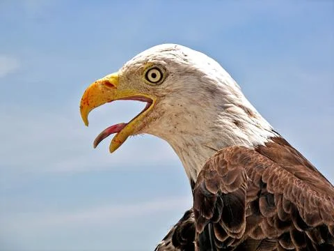 Bald Eagle Stock Photos