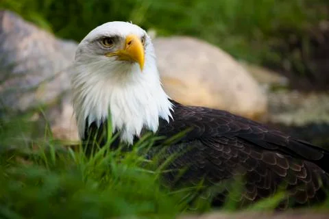 Bald eagle Stock Photos