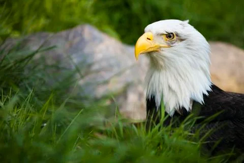 Bald eagle Stock Photos
