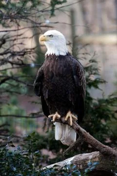 Bald eagle Stock Photos