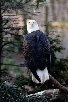 Bald eagle Stock Photos