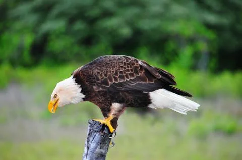 Bald Eagle Stock Photos