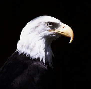 Bald eagle Stock Photos