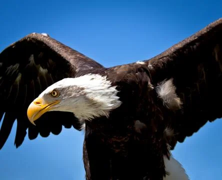 Bald eagle Stock Photos