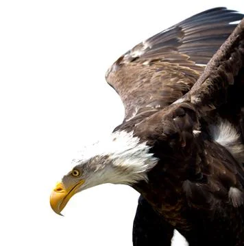 Bald eagle Stock Photos
