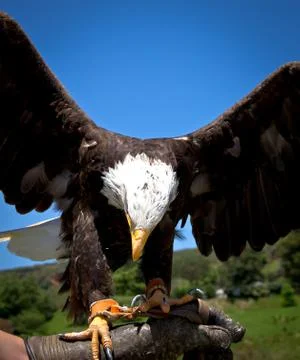 Bald eagle Stock Photos