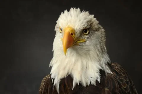 Bald eagle Stock Photos