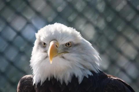 Bald eagle Stock Photos