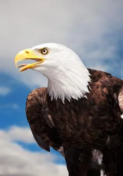 Bald eagle Stock Photos