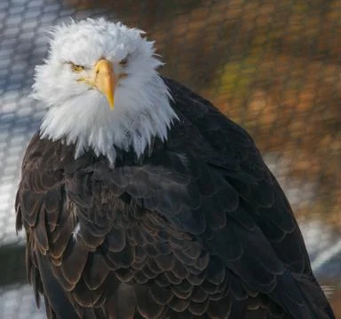 Bald Eagle Stock Photos