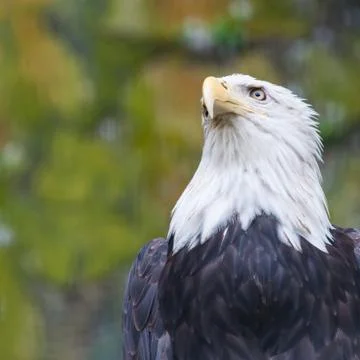 Bald eagle Stock Photos