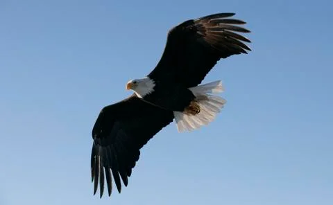 Bald Eagle Stock Photos