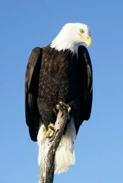 Bald Eagle Stock Photos