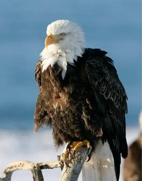 Bald Eagle Stock Photos