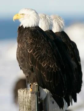 Bald Eagle Stock Photos