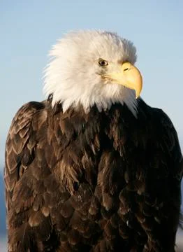 Bald Eagle Stock Photos