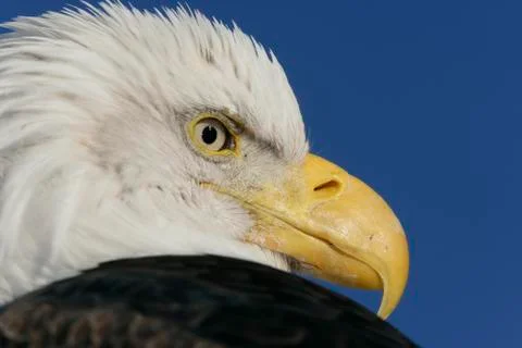 Bald Eagle Stock Photos