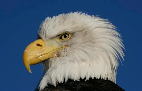 Bald Eagle Stock Photos
