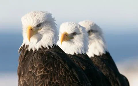 Bald Eagle Stock Photos