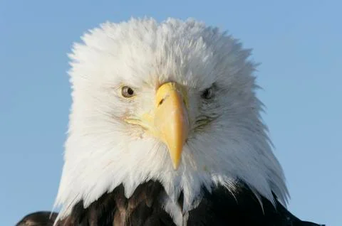 Bald Eagle Stock Photos