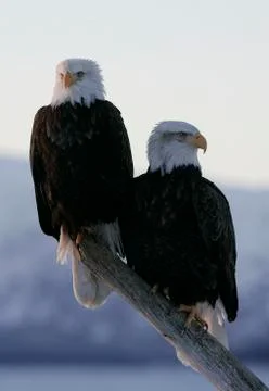 Bald Eagle Stock Photos